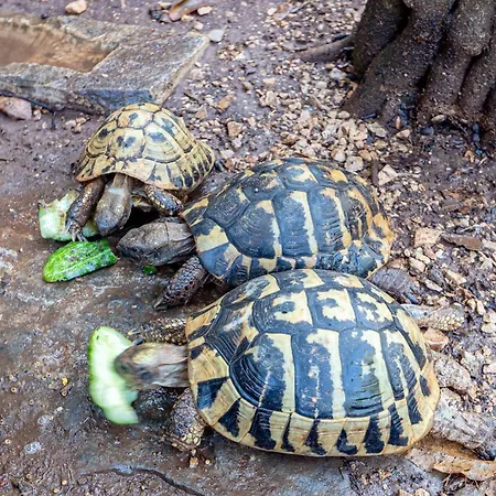 Tri Zala 9237d Zrnovo